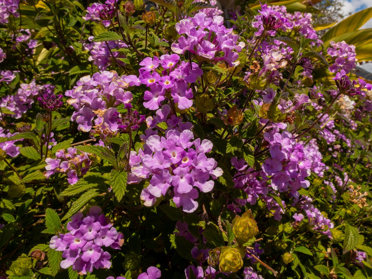 Lantana montevidensis _2025-05-12_1-2