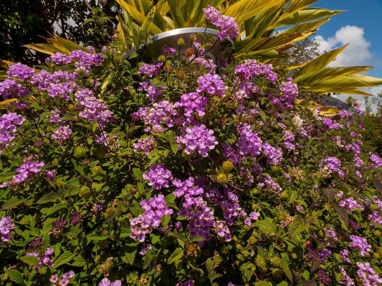 Lantana montevidensis _2025-05-12_1-3