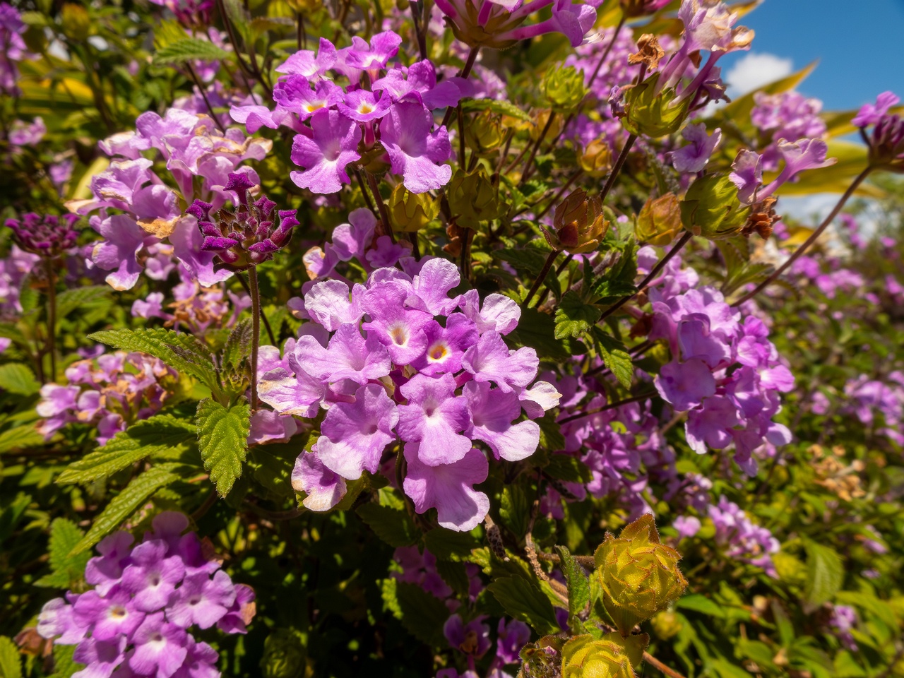 Lantana montevidensis _2025-05-12_1-4
