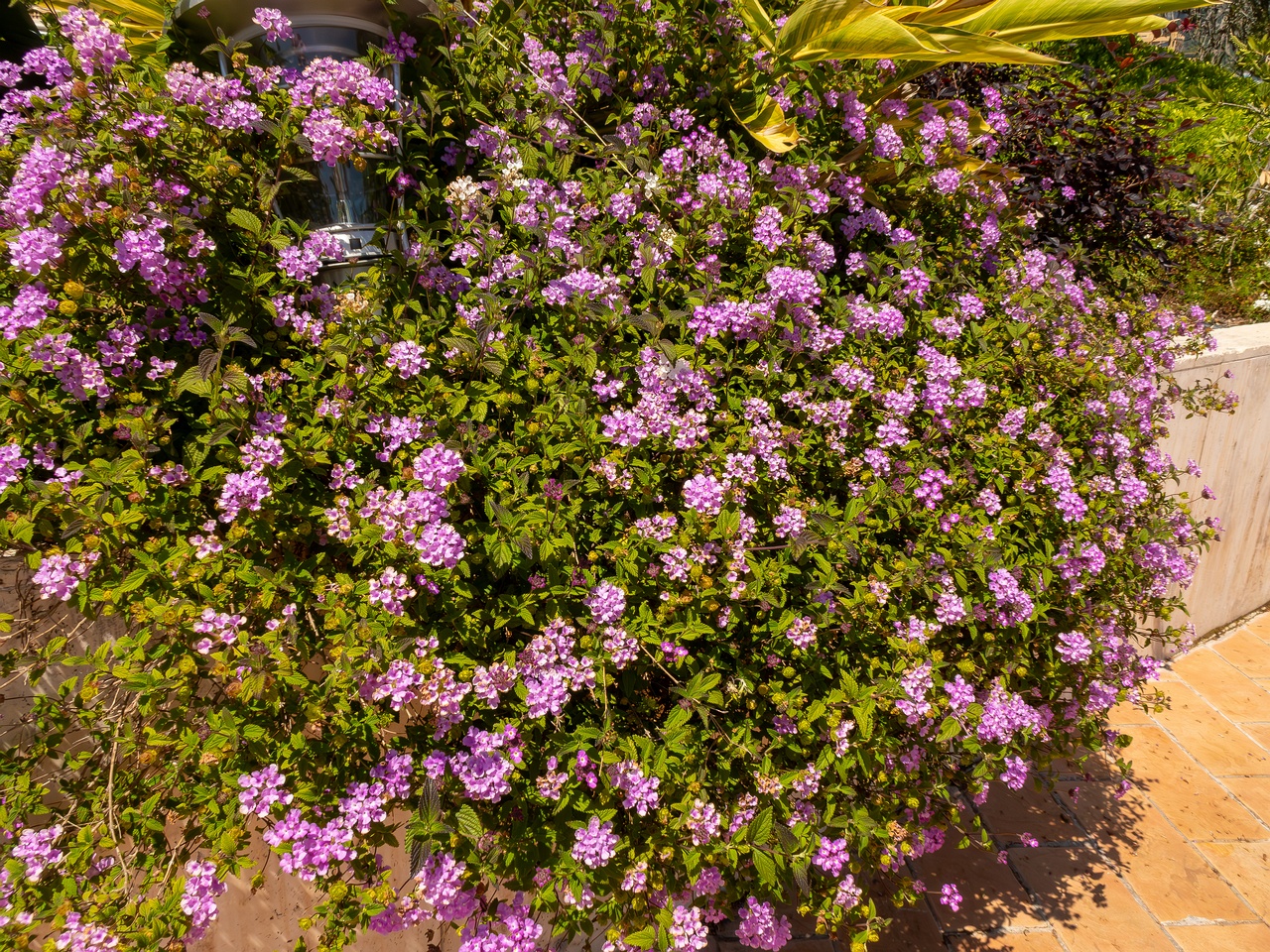 Lantana montevidensis _2025-05-12_1-6