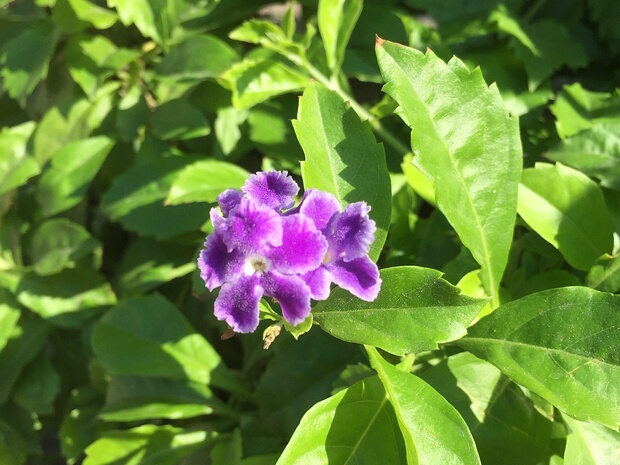 Дуранта ползучая - Duranta repens