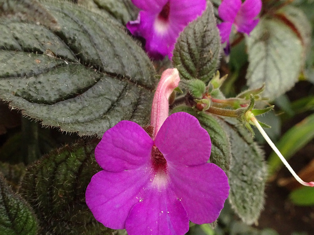 Ахименес крупноцветковый 'Тёмно-пупрурный' - Achimenes grandiflora 'Atropurpurea'