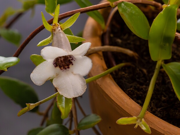 Кодонантопсис толстолистый - Codonanthopsis crassifolia