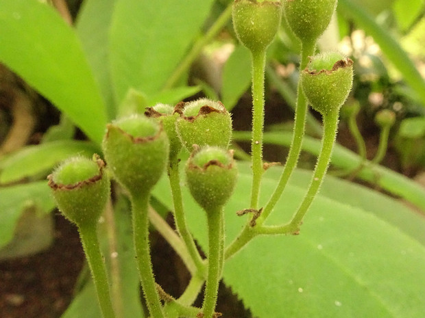 Ритидофиллум войлочный - Rhytidophyllum tomentosum