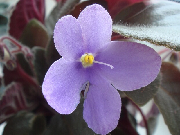 Сенполия фиалкоцветковая - Saintpaulia ionantha