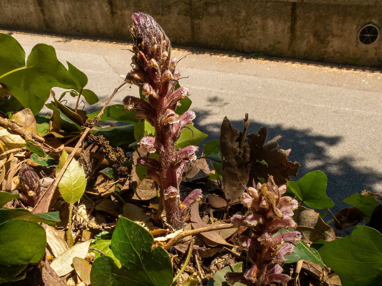 Orobanche hederae _2025-05-14_1-1