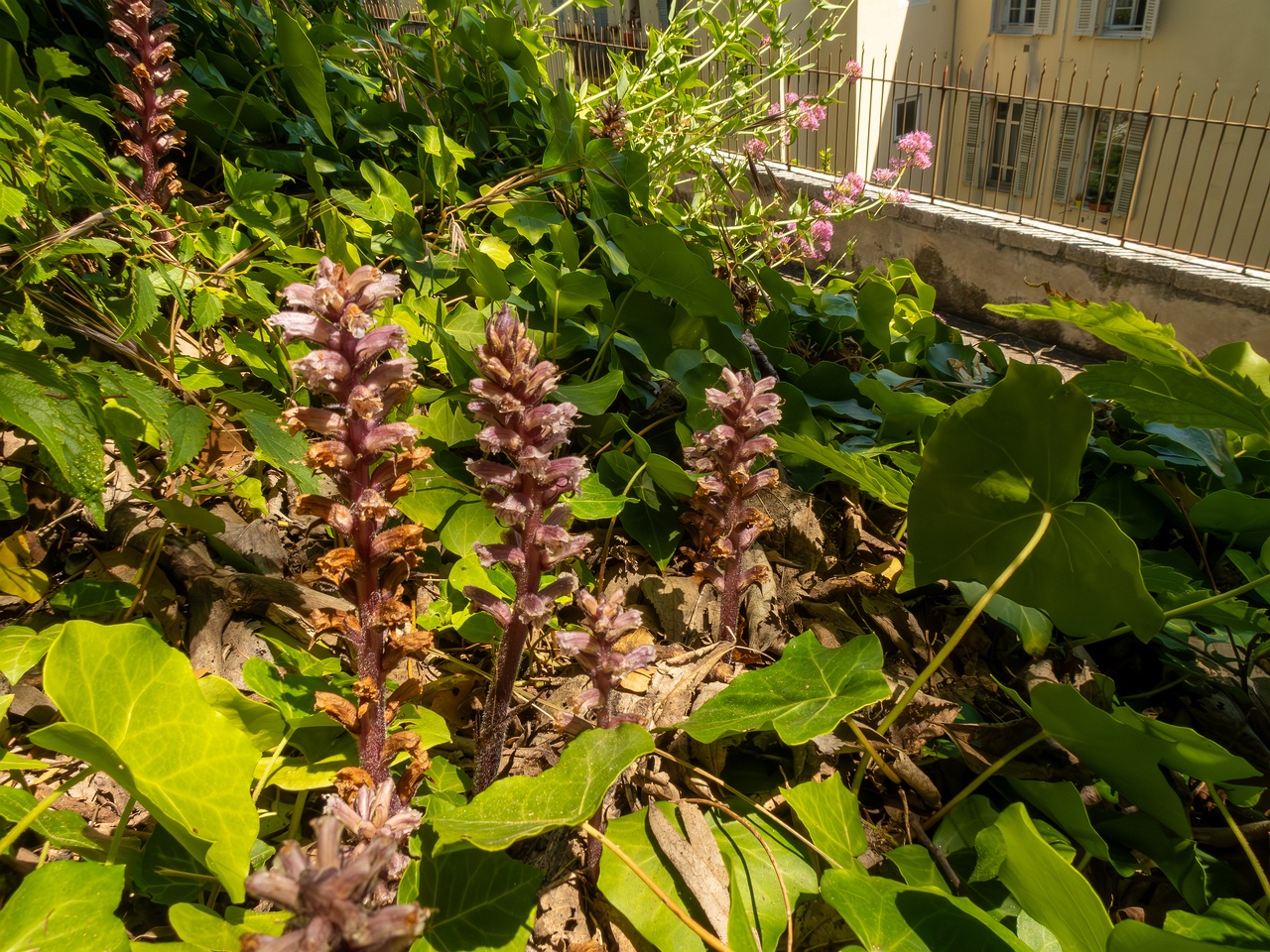 Orobanche hederae _2025-05-14_1-10