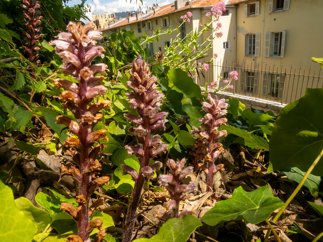 Orobanche hederae _2025-05-14_1-11