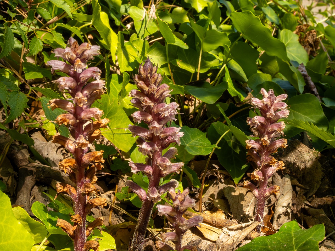 Orobanche hederae _2025-05-14_1-12