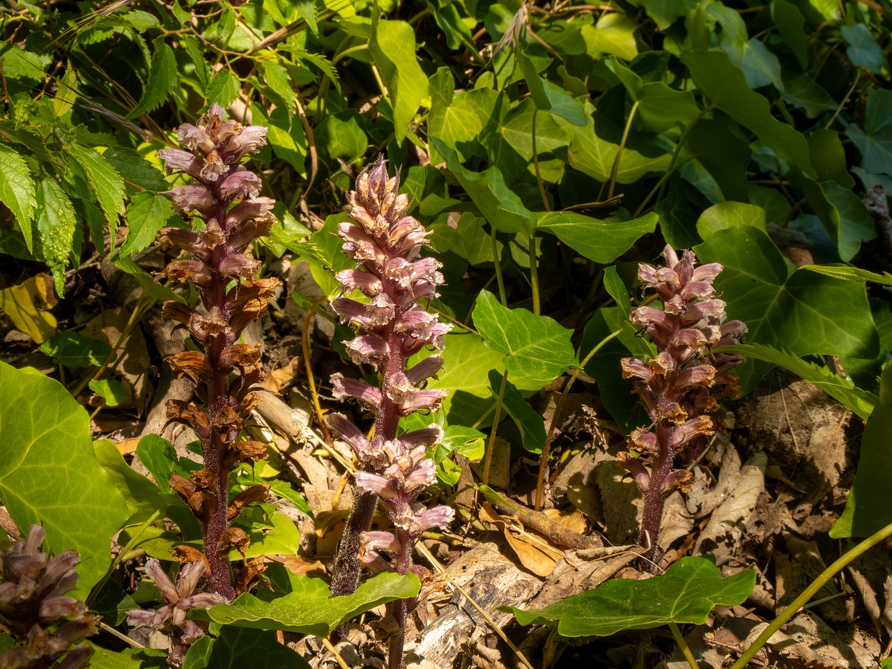Orobanche hederae _2025-05-14_1-13