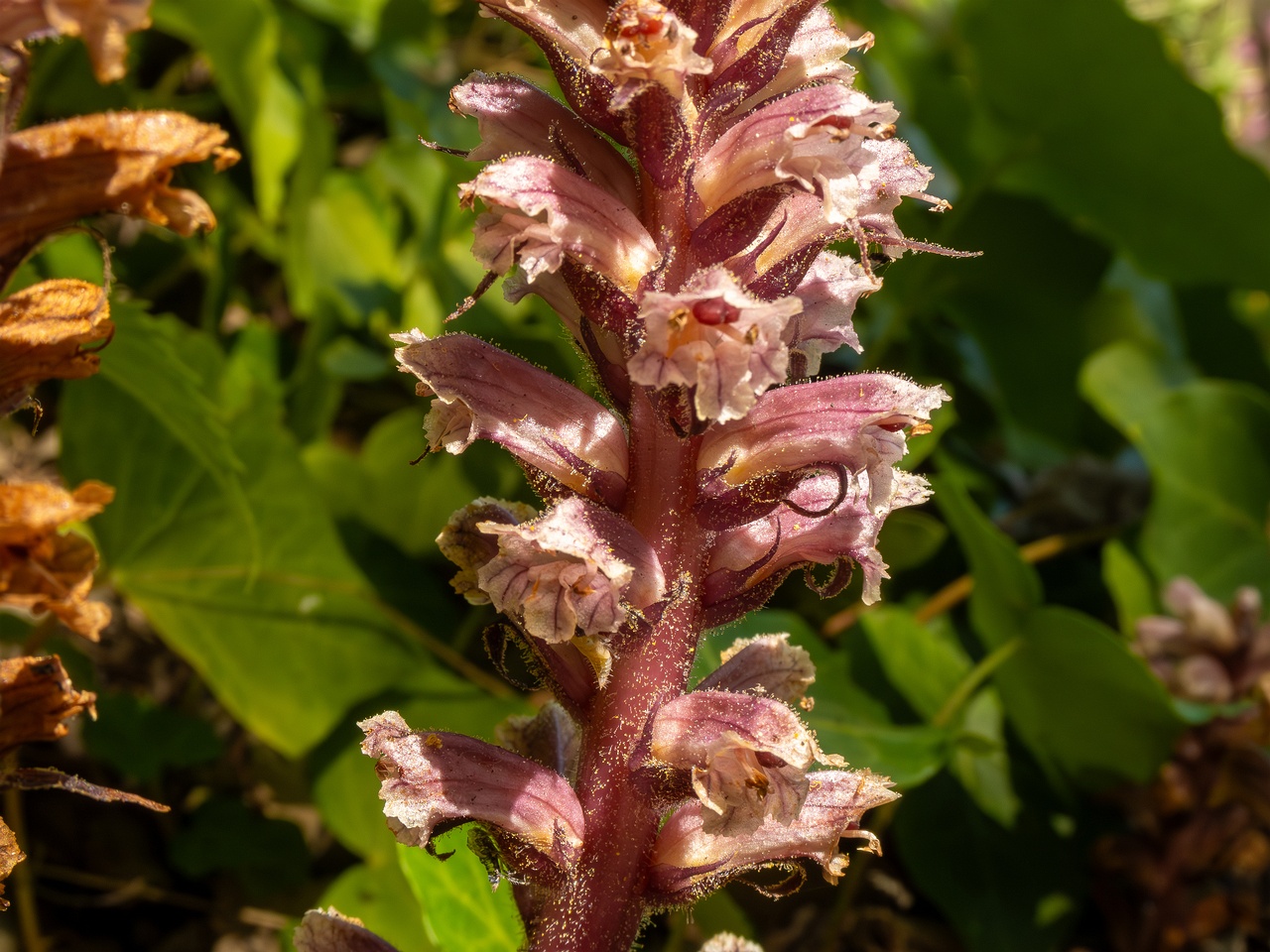 Orobanche hederae _2025-05-14_1-15
