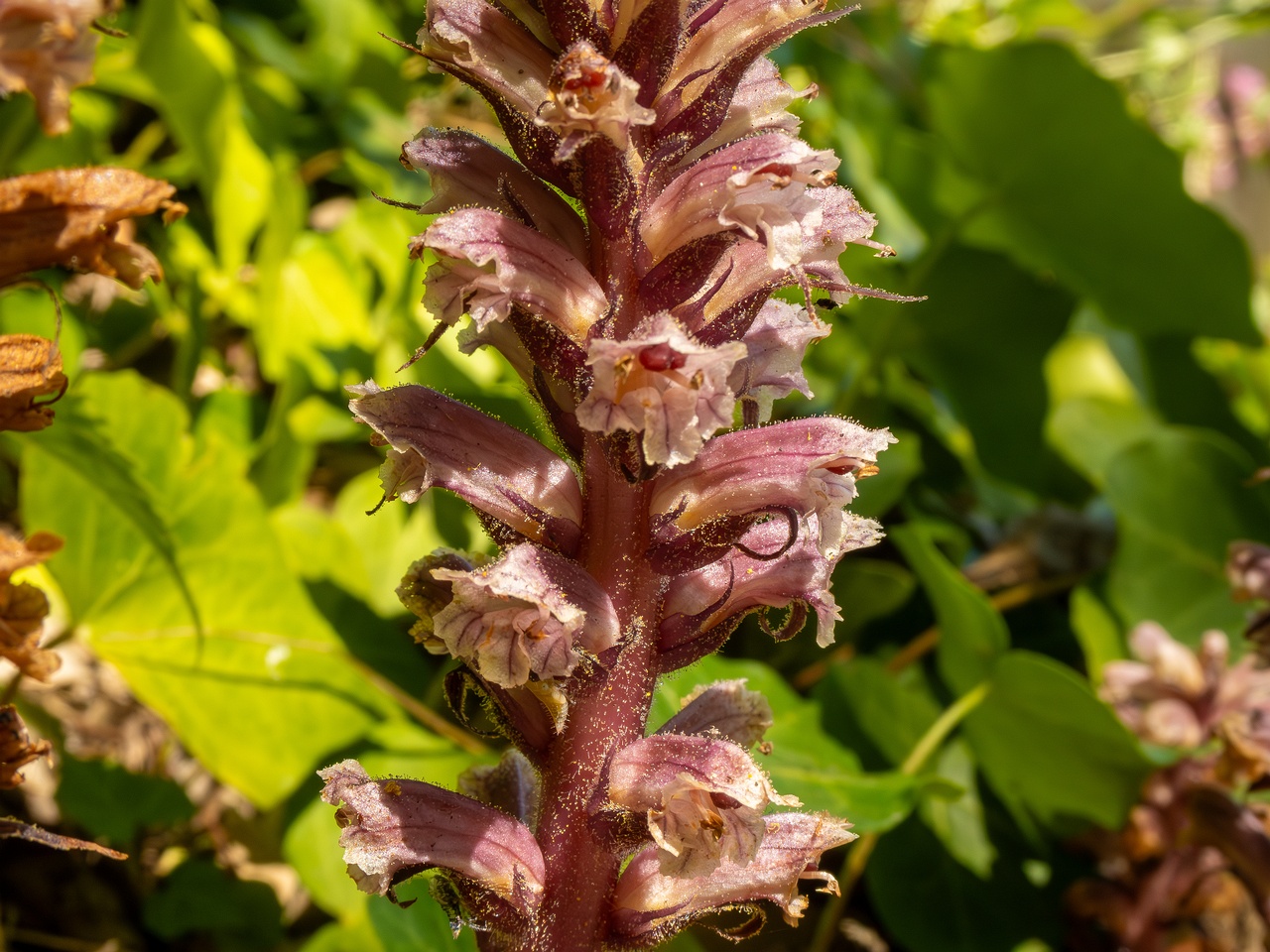Orobanche hederae _2025-05-14_1-16