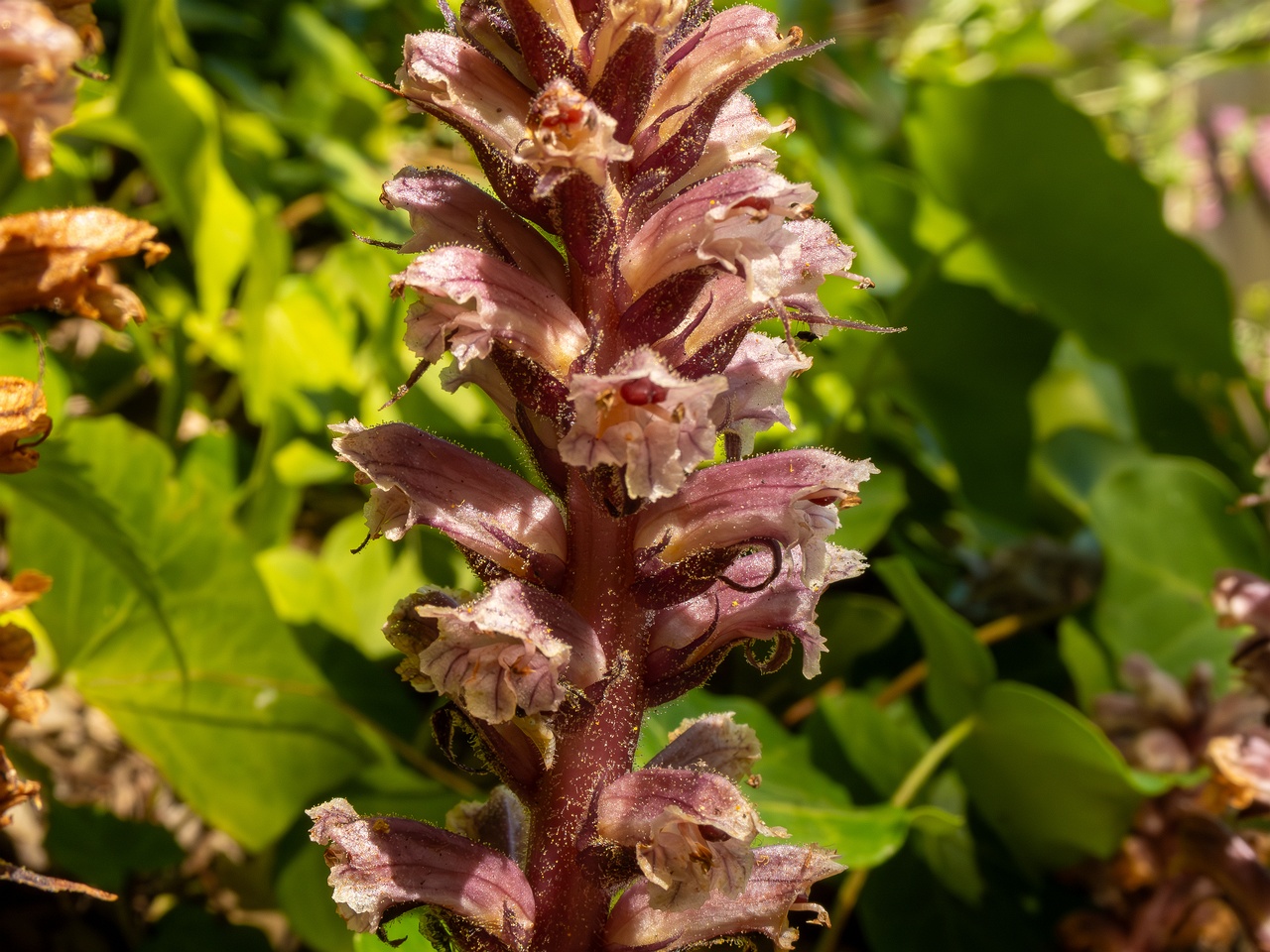 Orobanche hederae _2025-05-14_1-17