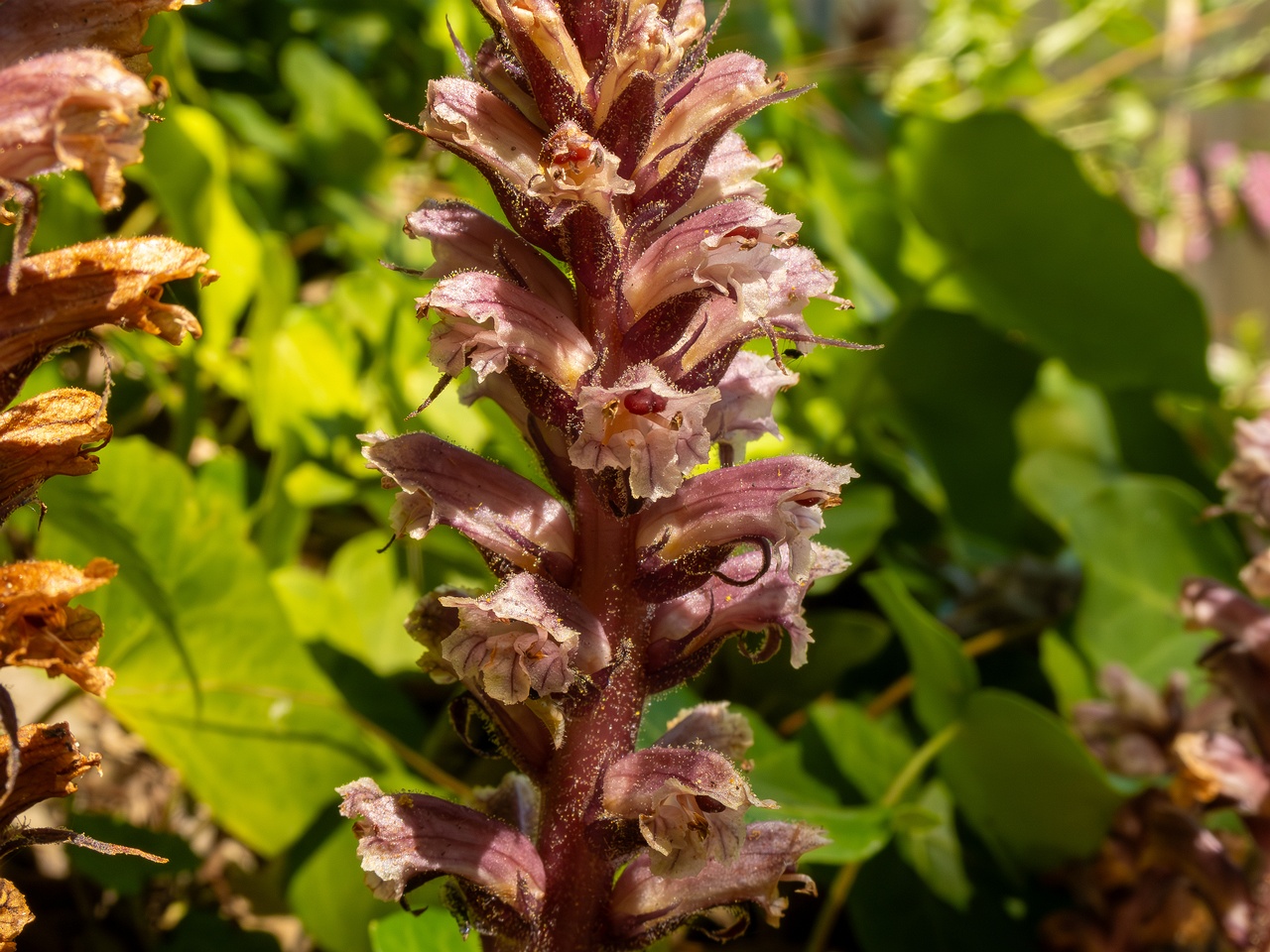 Orobanche hederae _2025-05-14_1-18
