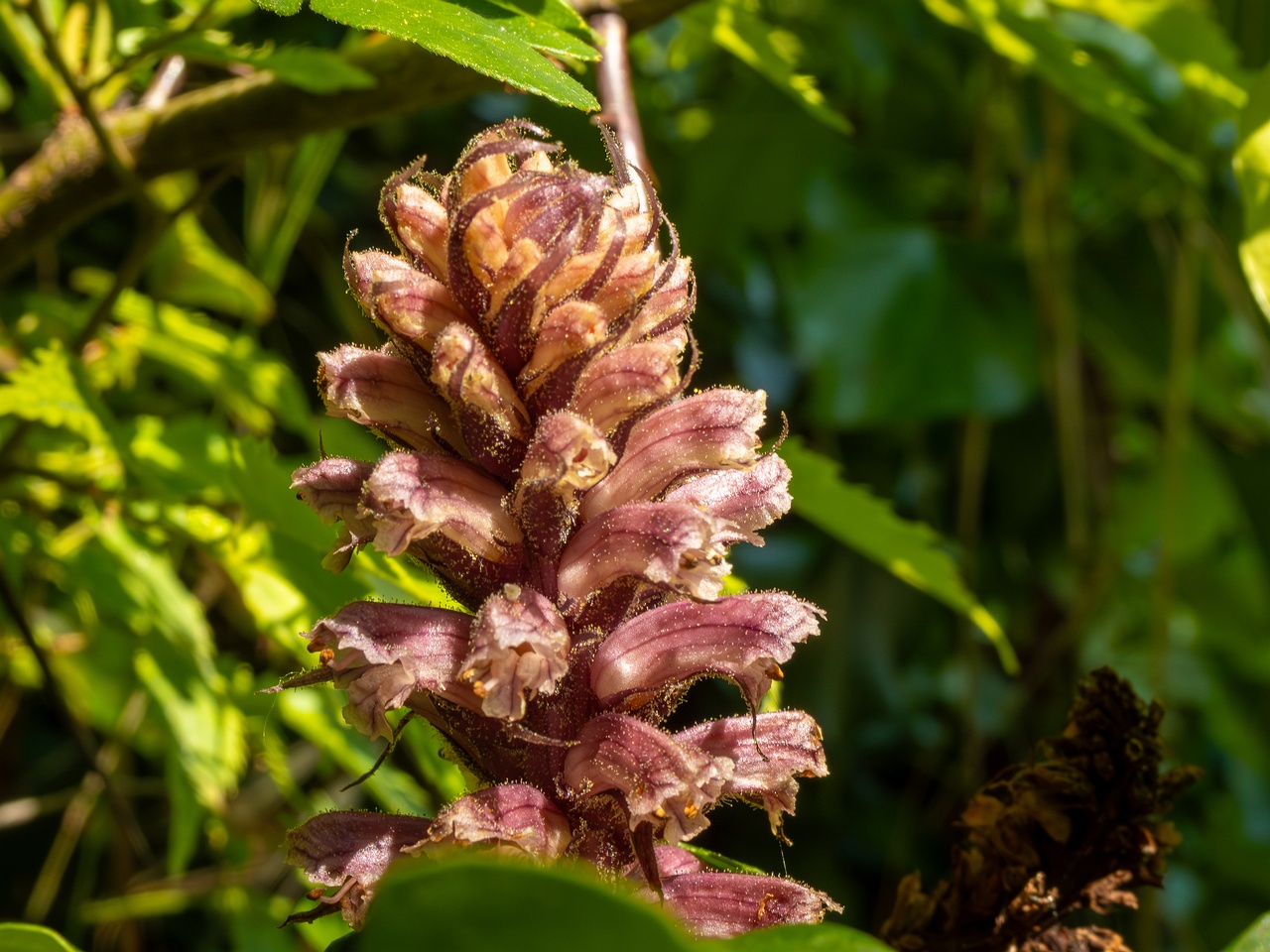 Orobanche hederae _2025-05-14_1-19