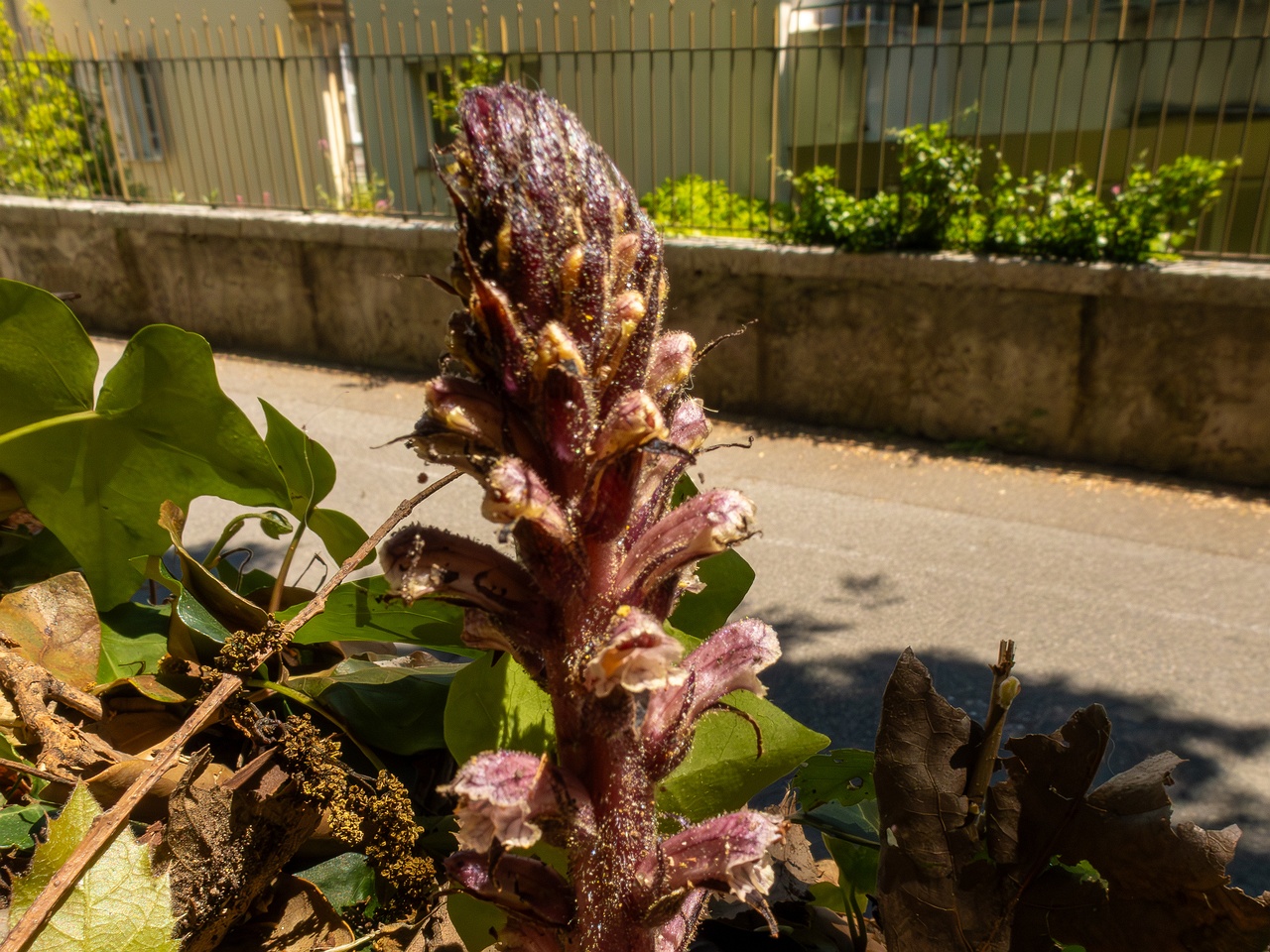 Orobanche hederae _2025-05-14_1-2