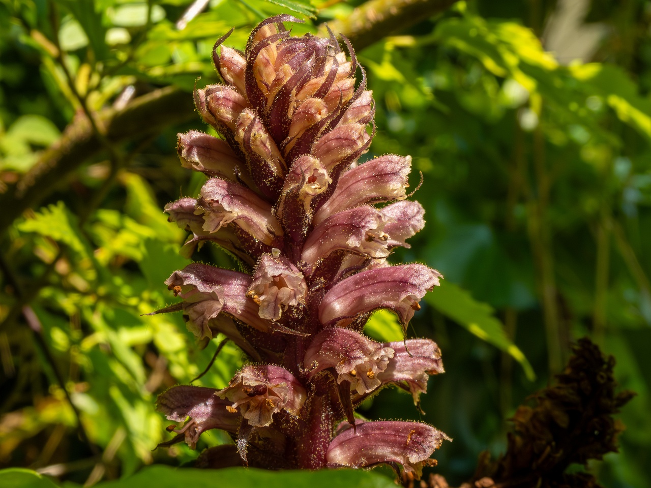 Orobanche hederae _2025-05-14_1-20