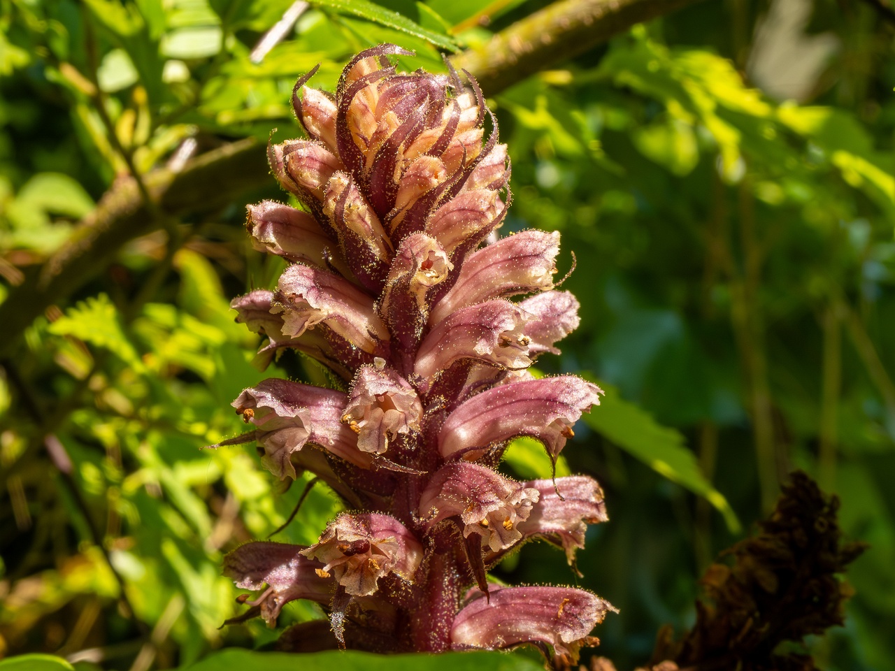 Orobanche hederae _2025-05-14_1-21