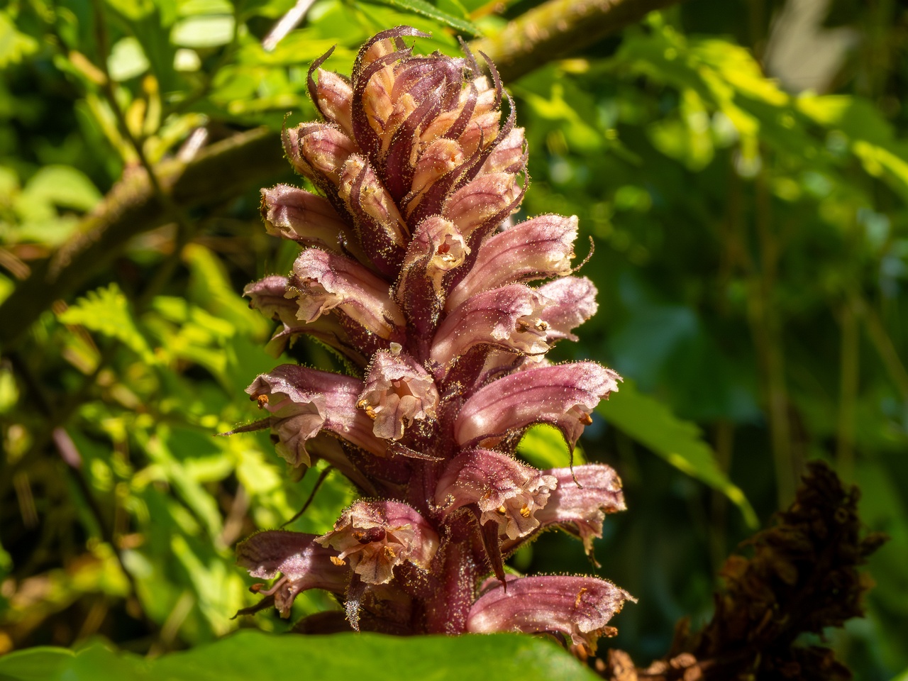 Orobanche hederae _2025-05-14_1-22