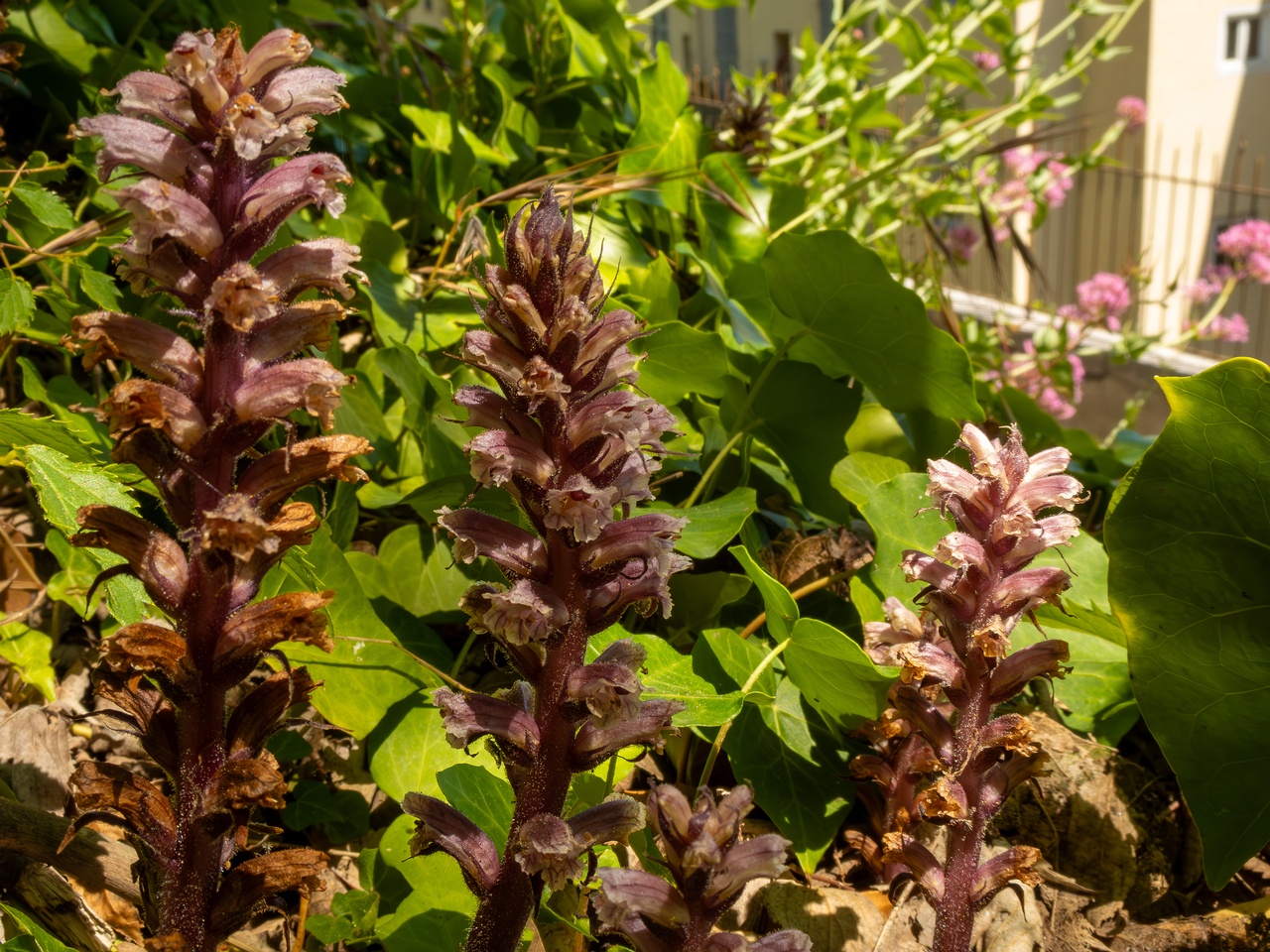 Orobanche hederae _2025-05-14_1-23