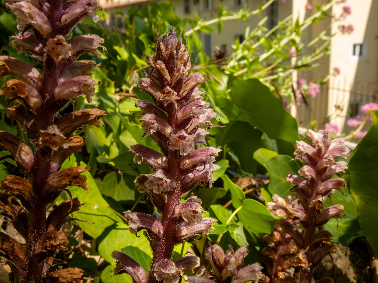 Orobanche hederae _2025-05-14_1-24
