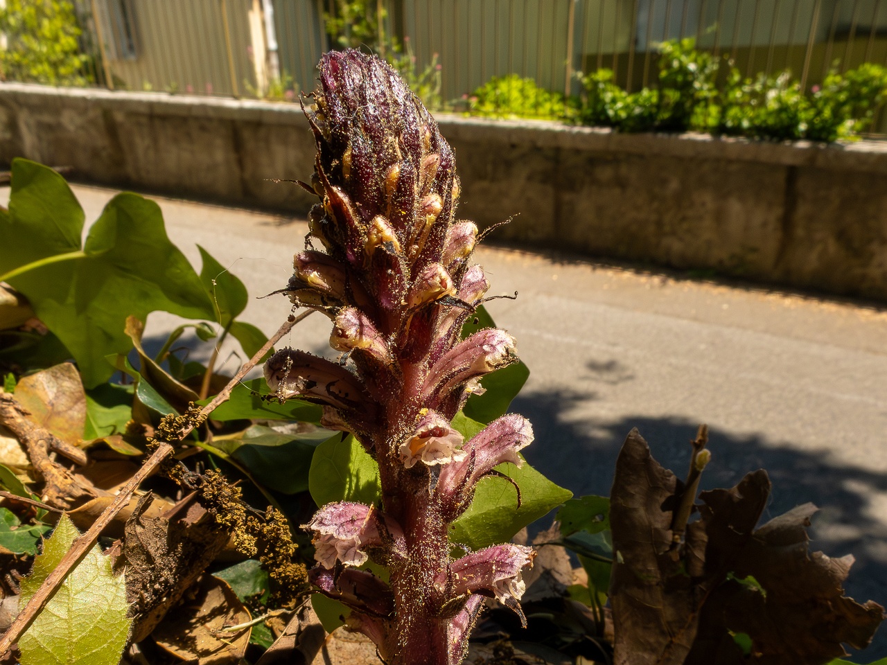 Orobanche hederae _2025-05-14_1-3