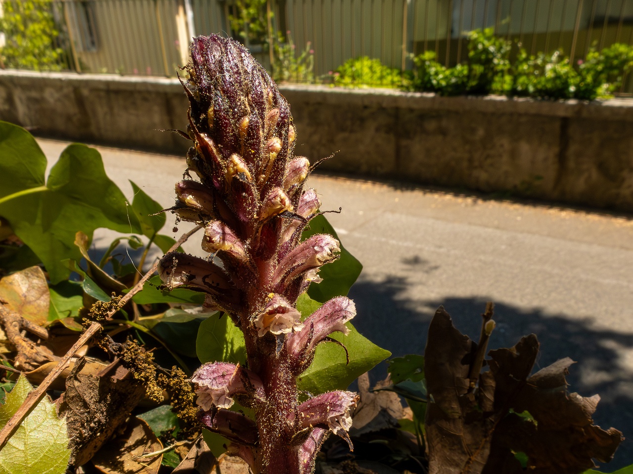 Orobanche hederae _2025-05-14_1-4
