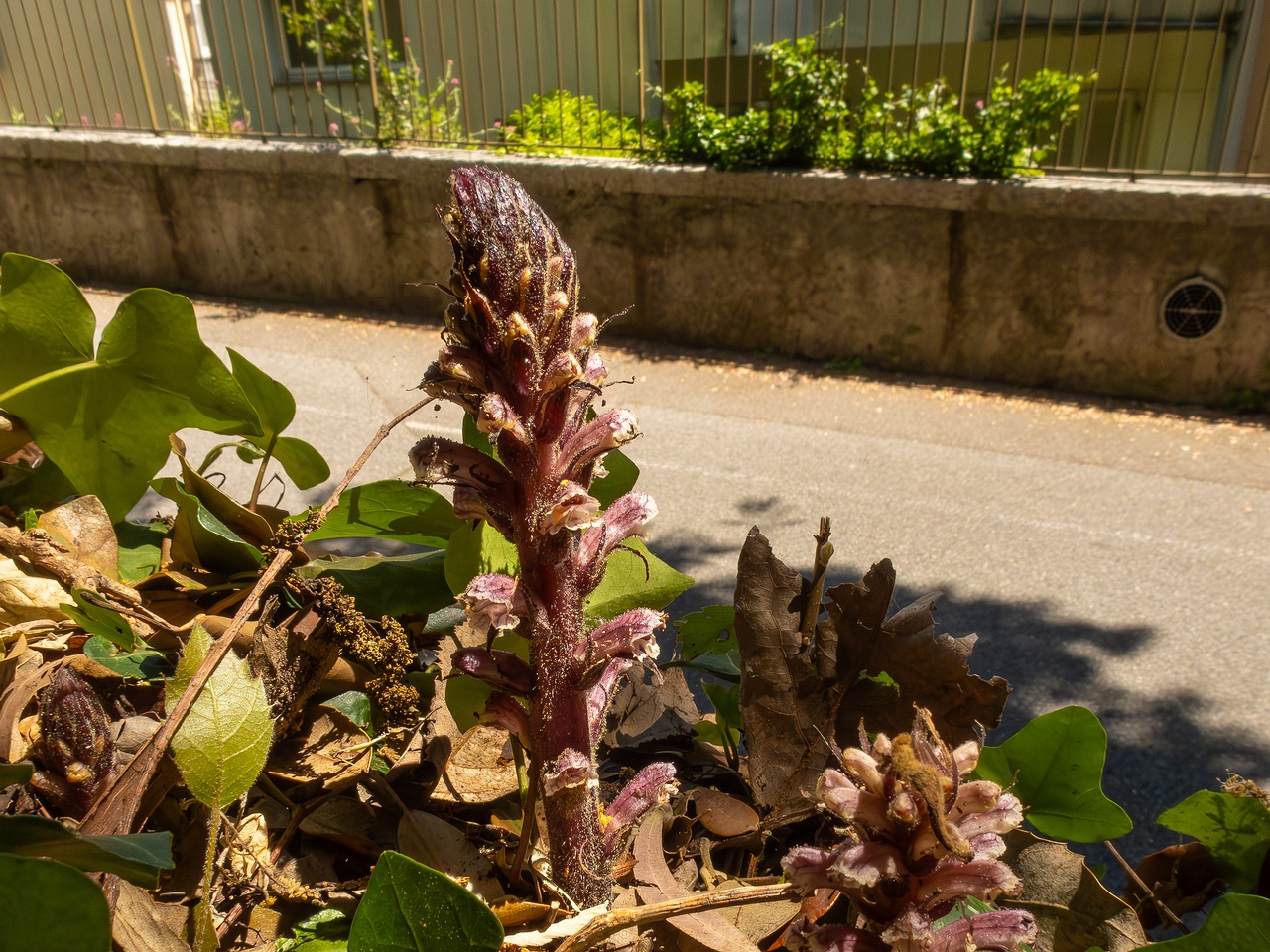 Orobanche hederae _2025-05-14_1-5