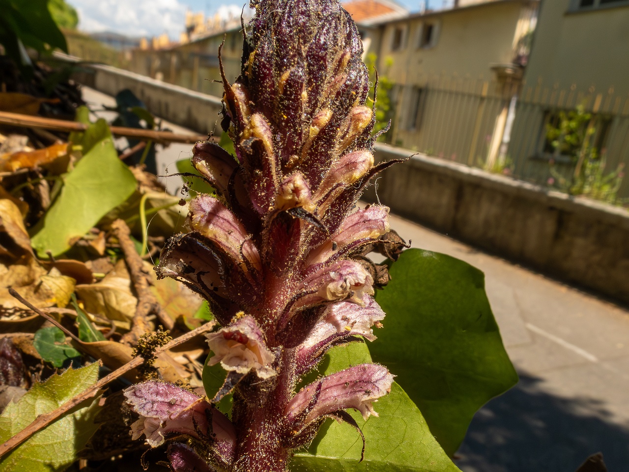 Orobanche hederae _2025-05-14_1-6