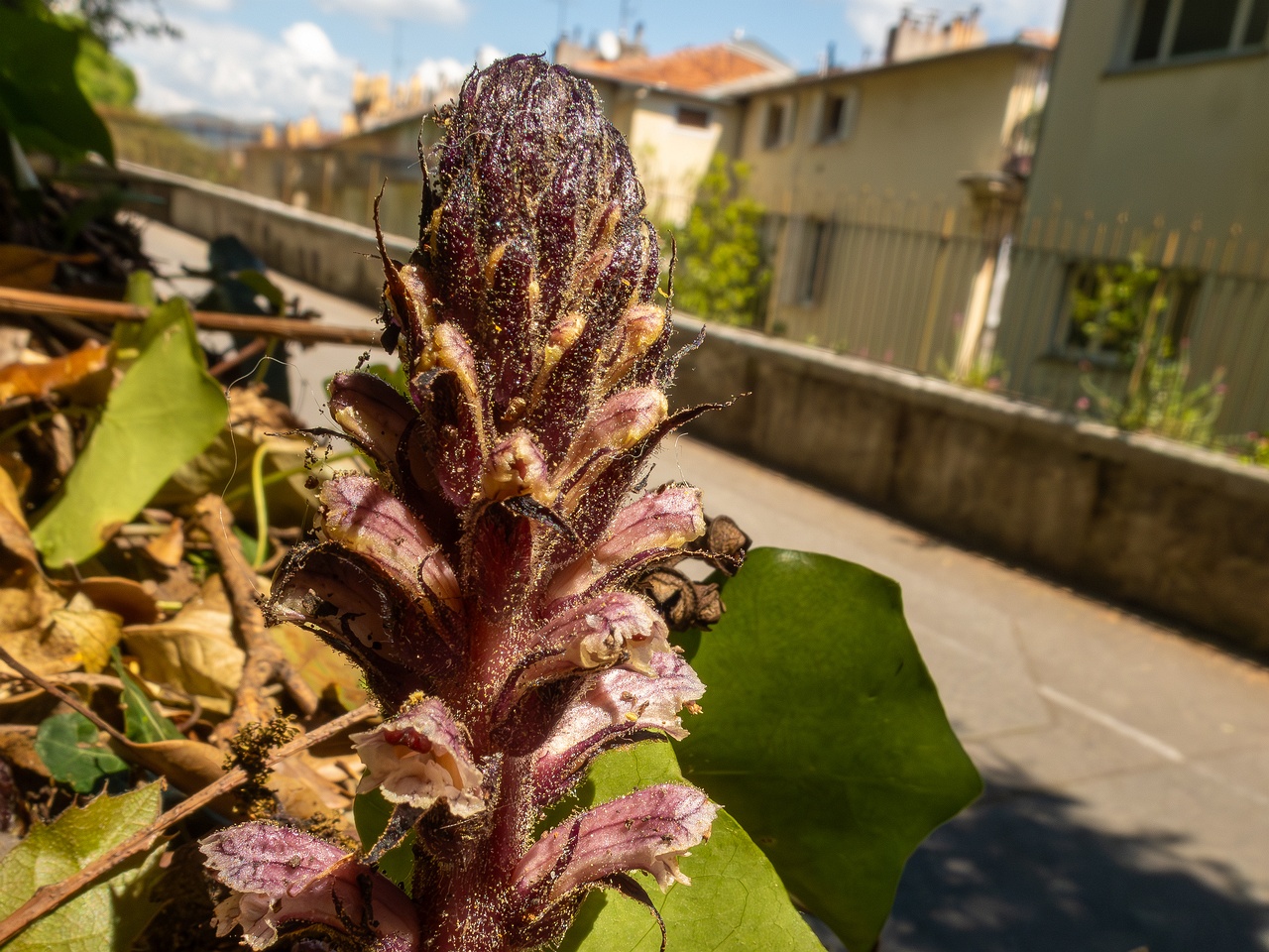 Orobanche hederae _2025-05-14_1-7