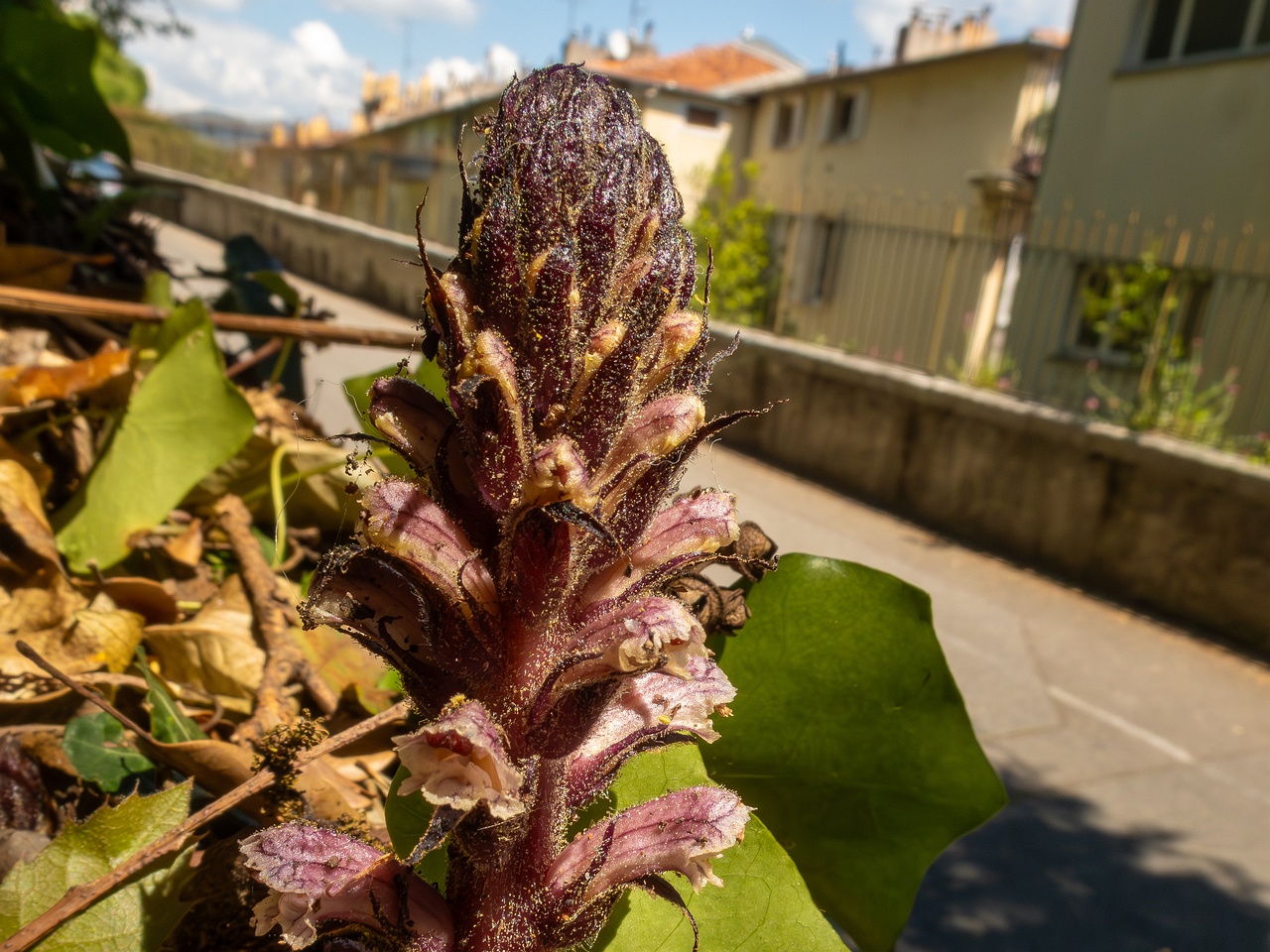 Orobanche hederae _2025-05-14_1-8
