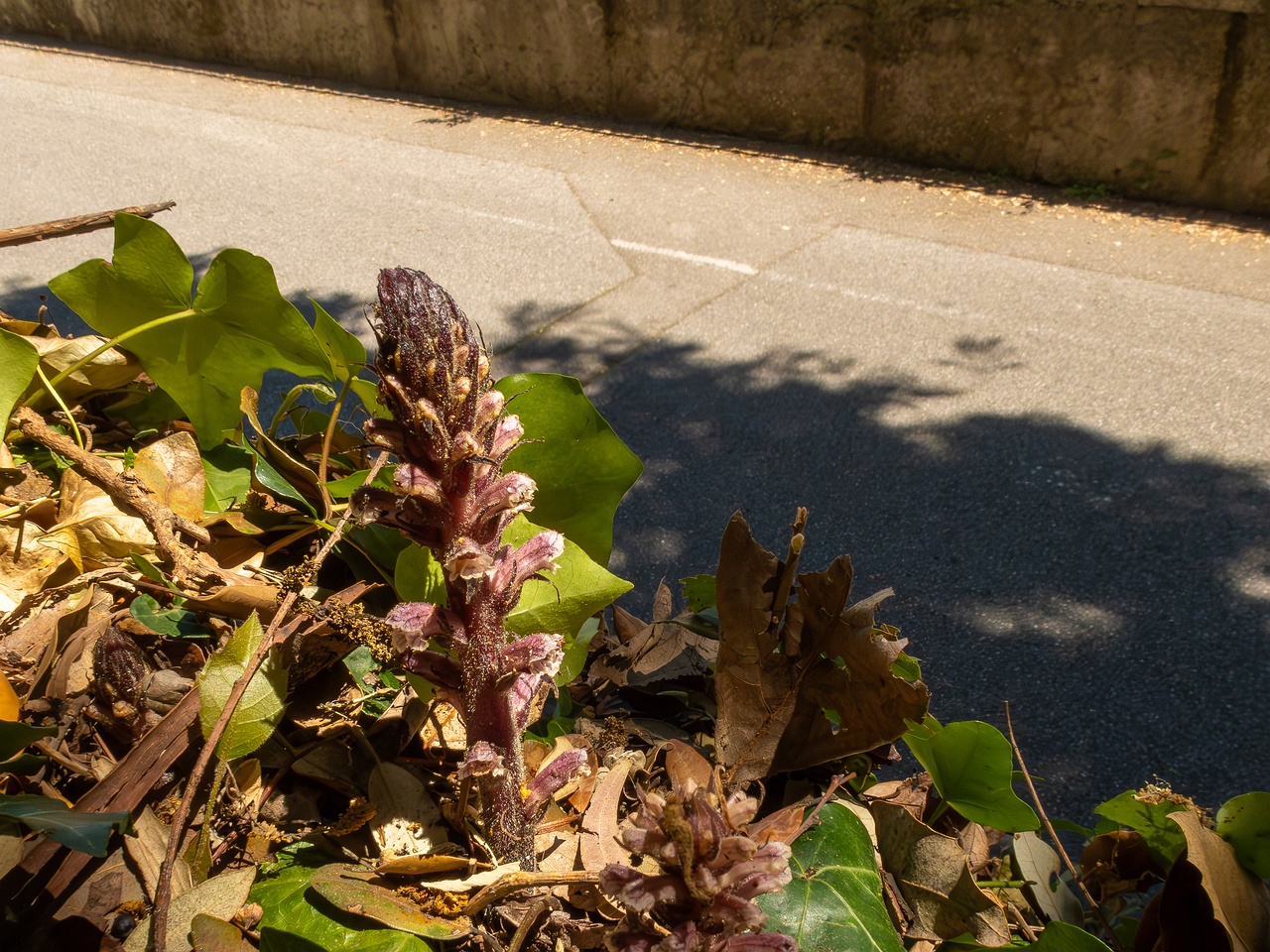 Orobanche hederae _2025-05-14_1-9