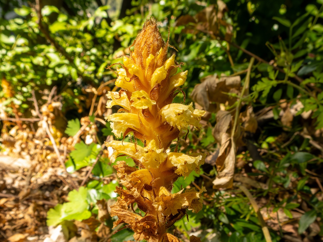 Orobanche hederae _2025-05-15_1-1