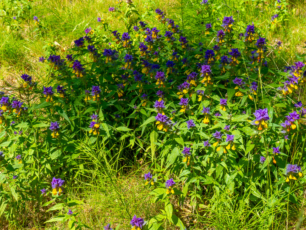 botanical_garden_entrance_mound-10