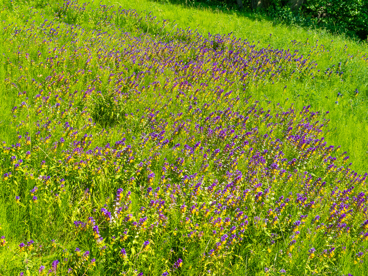 botanical_garden_entrance_mound-11