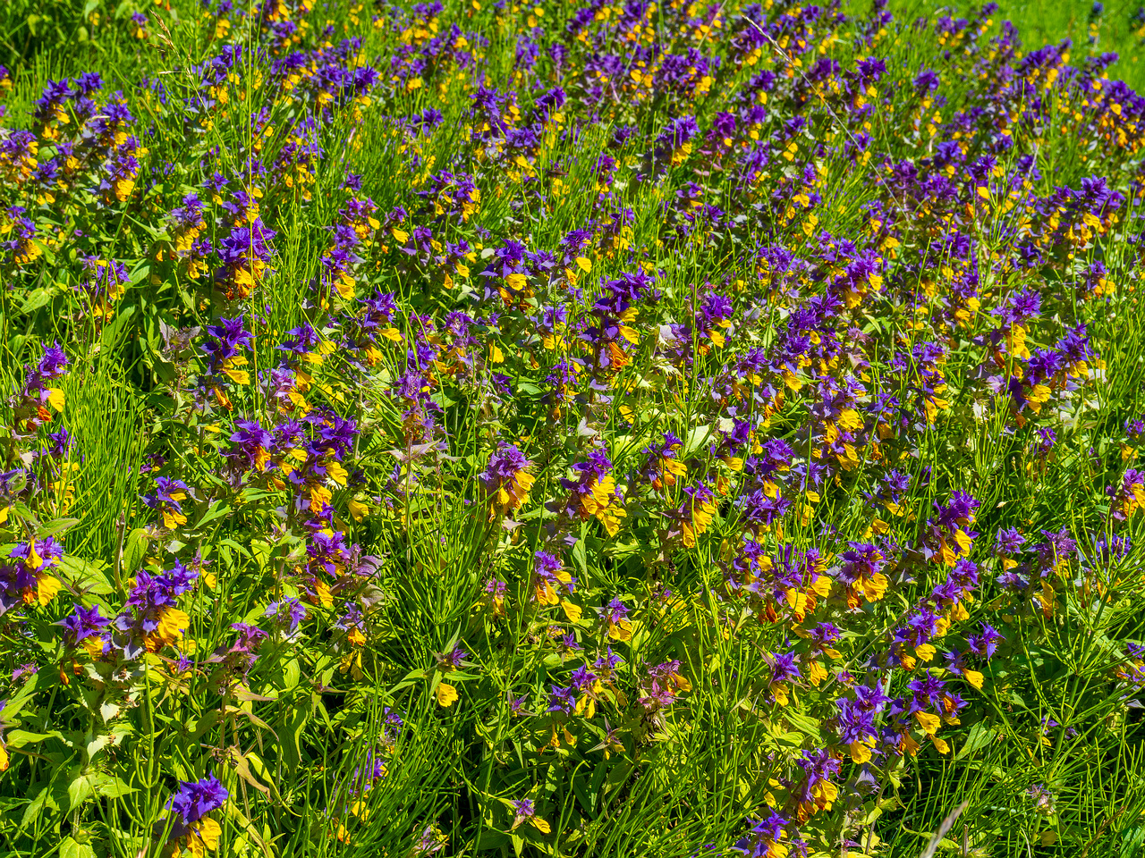 botanical_garden_entrance_mound-12