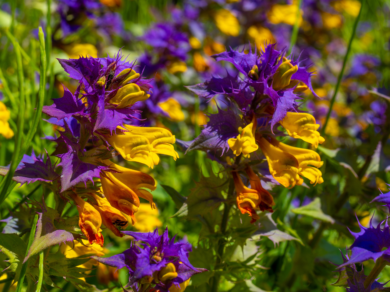 botanical_garden_entrance_mound-14