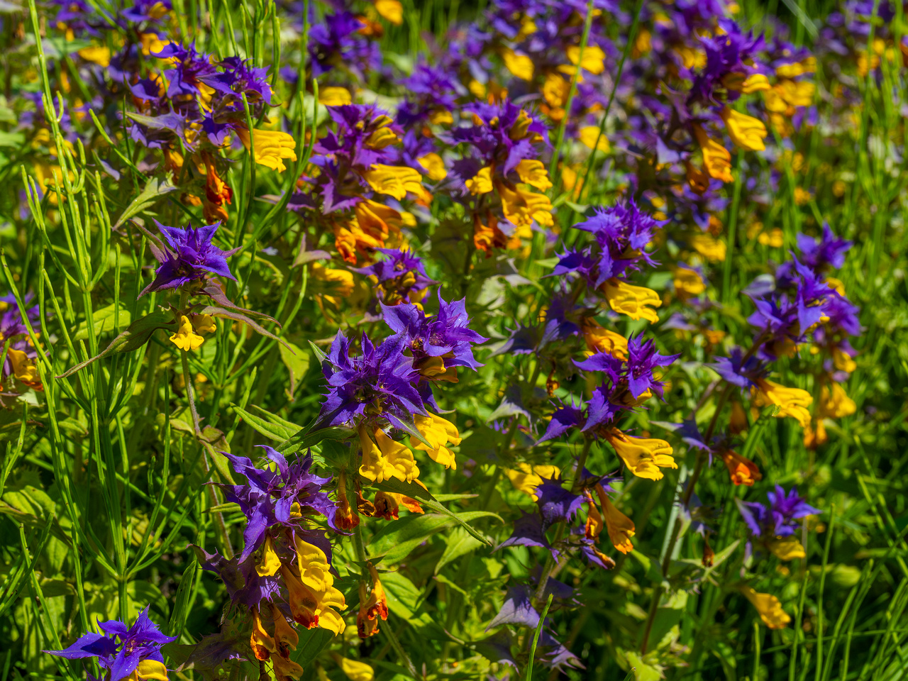 botanical_garden_entrance_mound-15