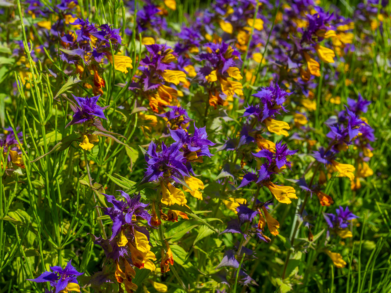 botanical_garden_entrance_mound-16