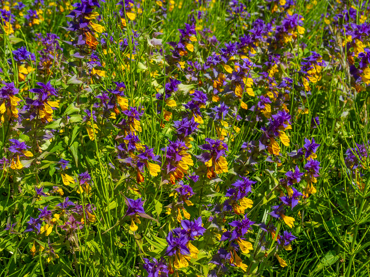 botanical_garden_entrance_mound-17