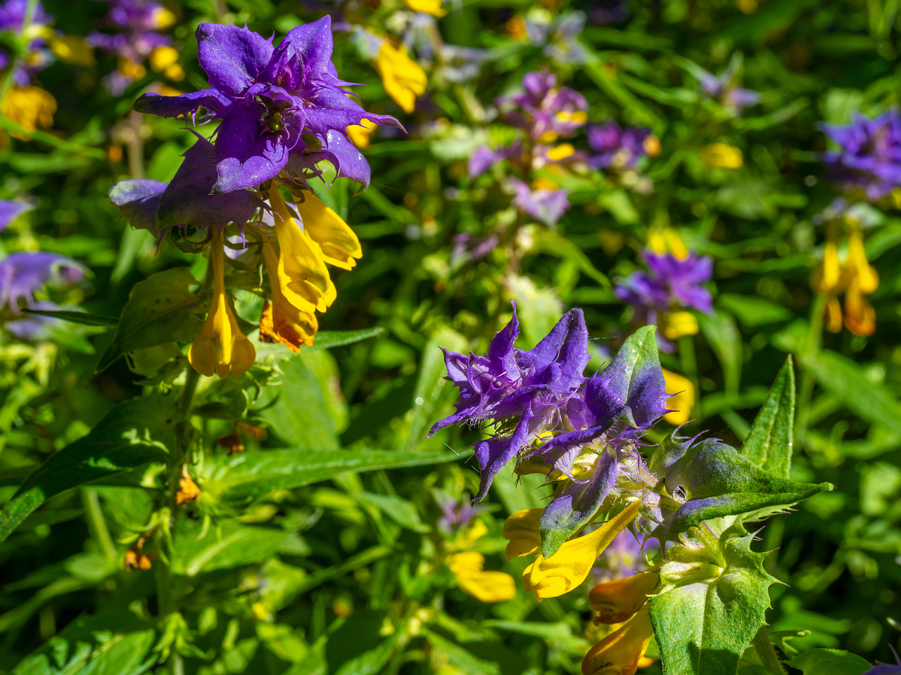 botanical_garden_entrance_mound-2