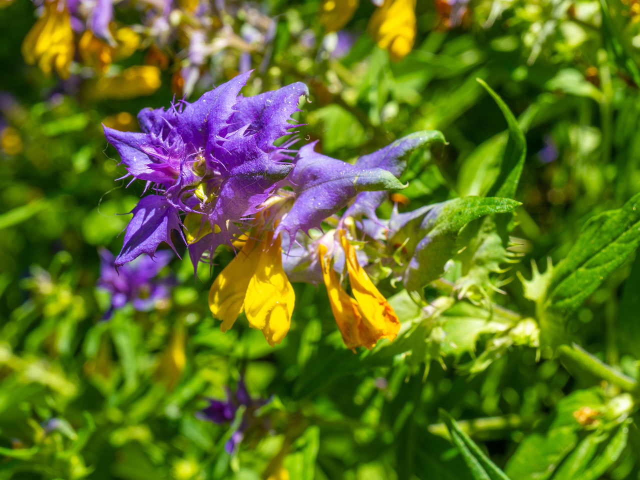 botanical_garden_entrance_mound-3