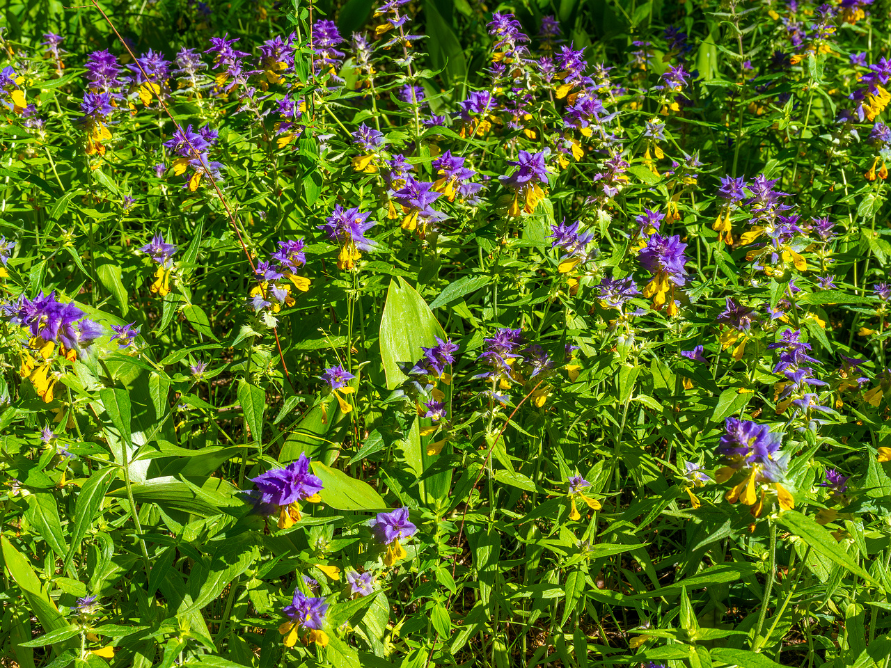 botanical_garden_entrance_mound-5