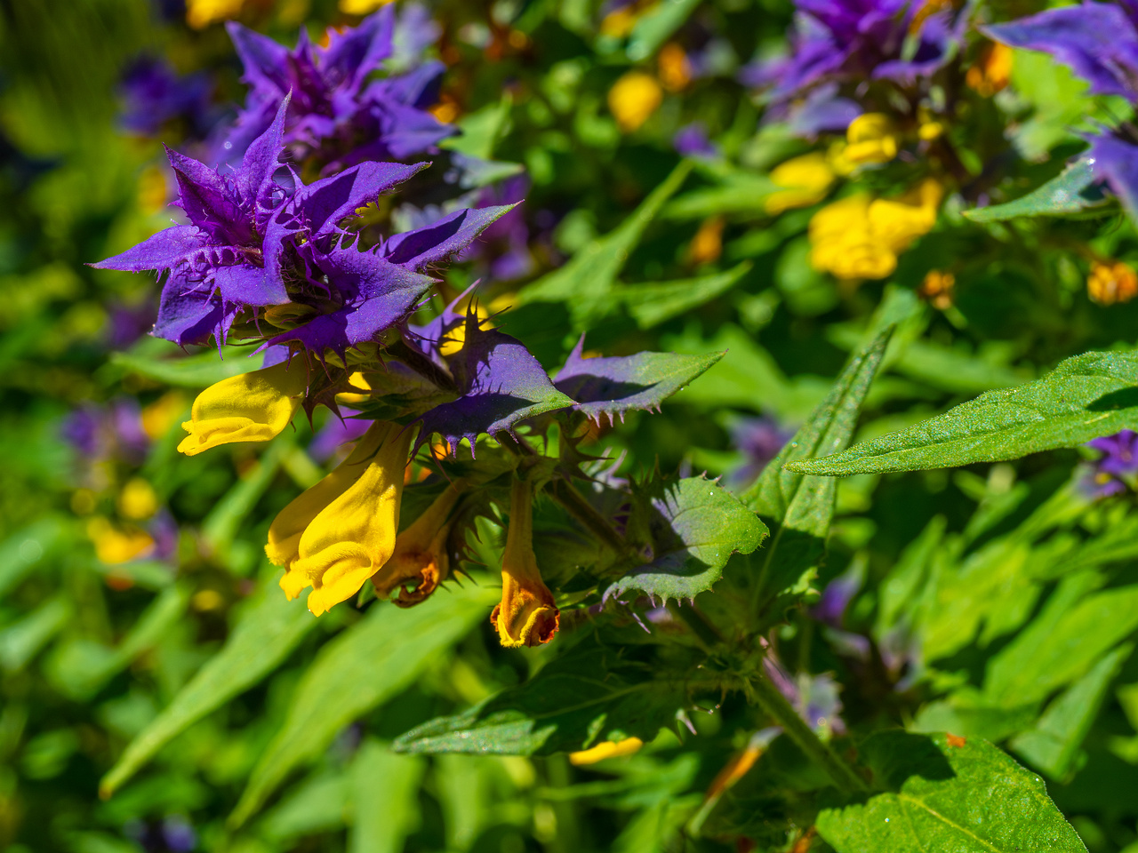 botanical_garden_entrance_mound-8