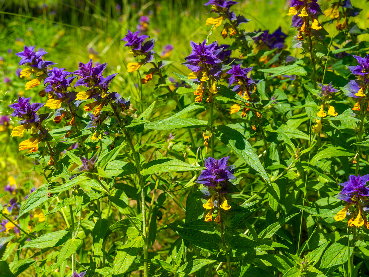 botanical_garden_entrance_mound-9