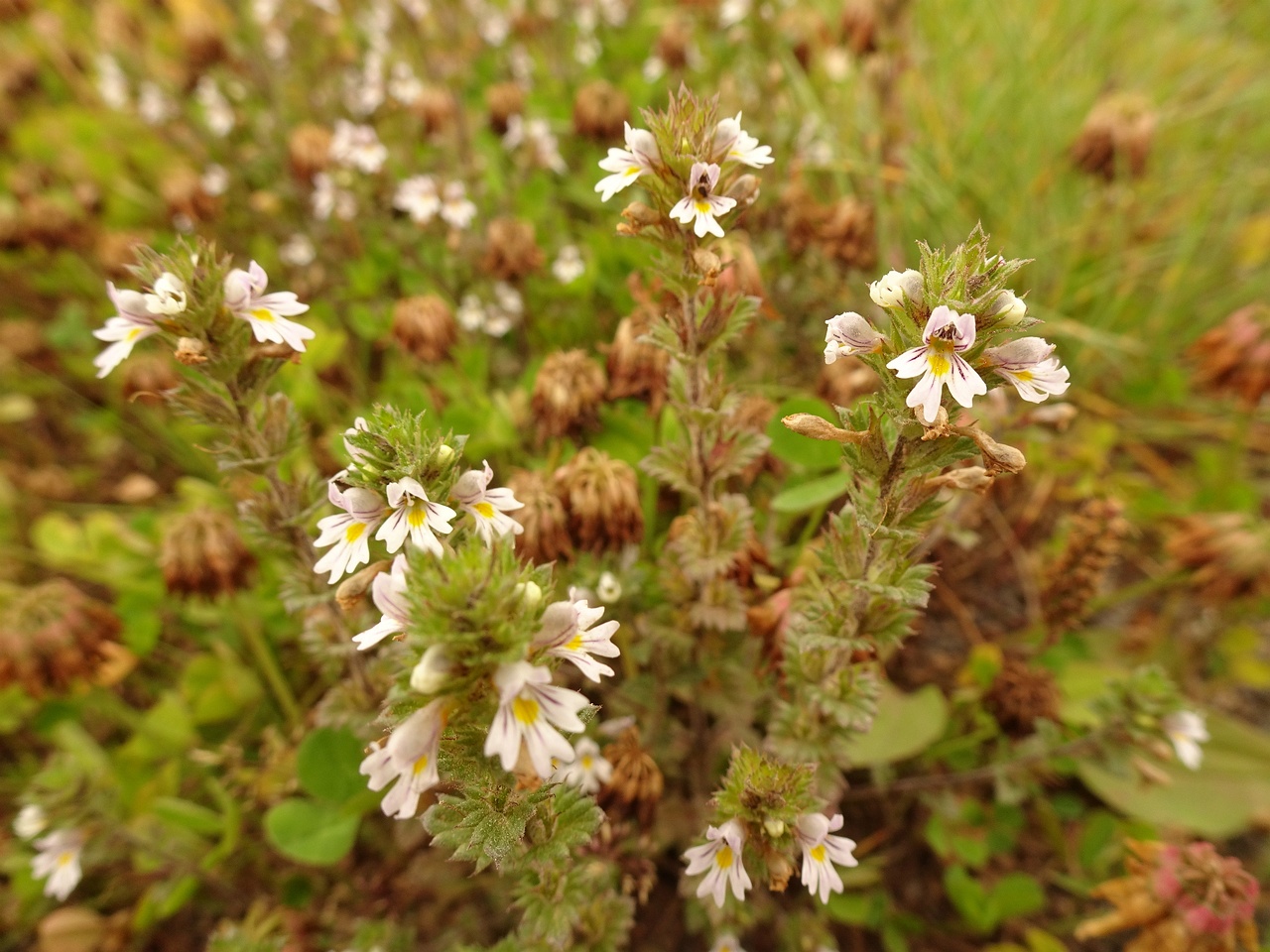 Euphrasia stricta 23-Jul-19 _ 13_47_08