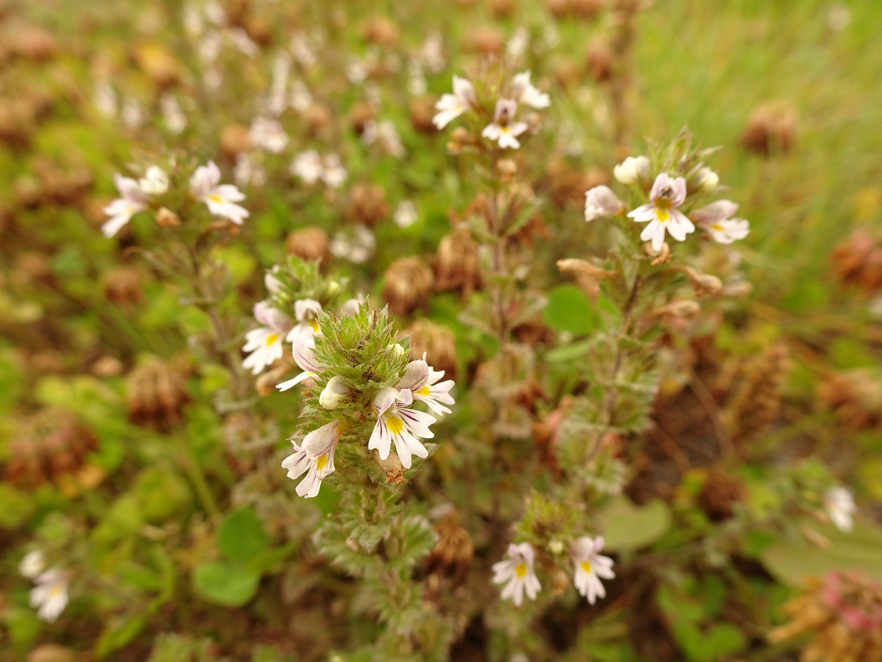 Euphrasia stricta 23-Jul-19 _ 13_47_14