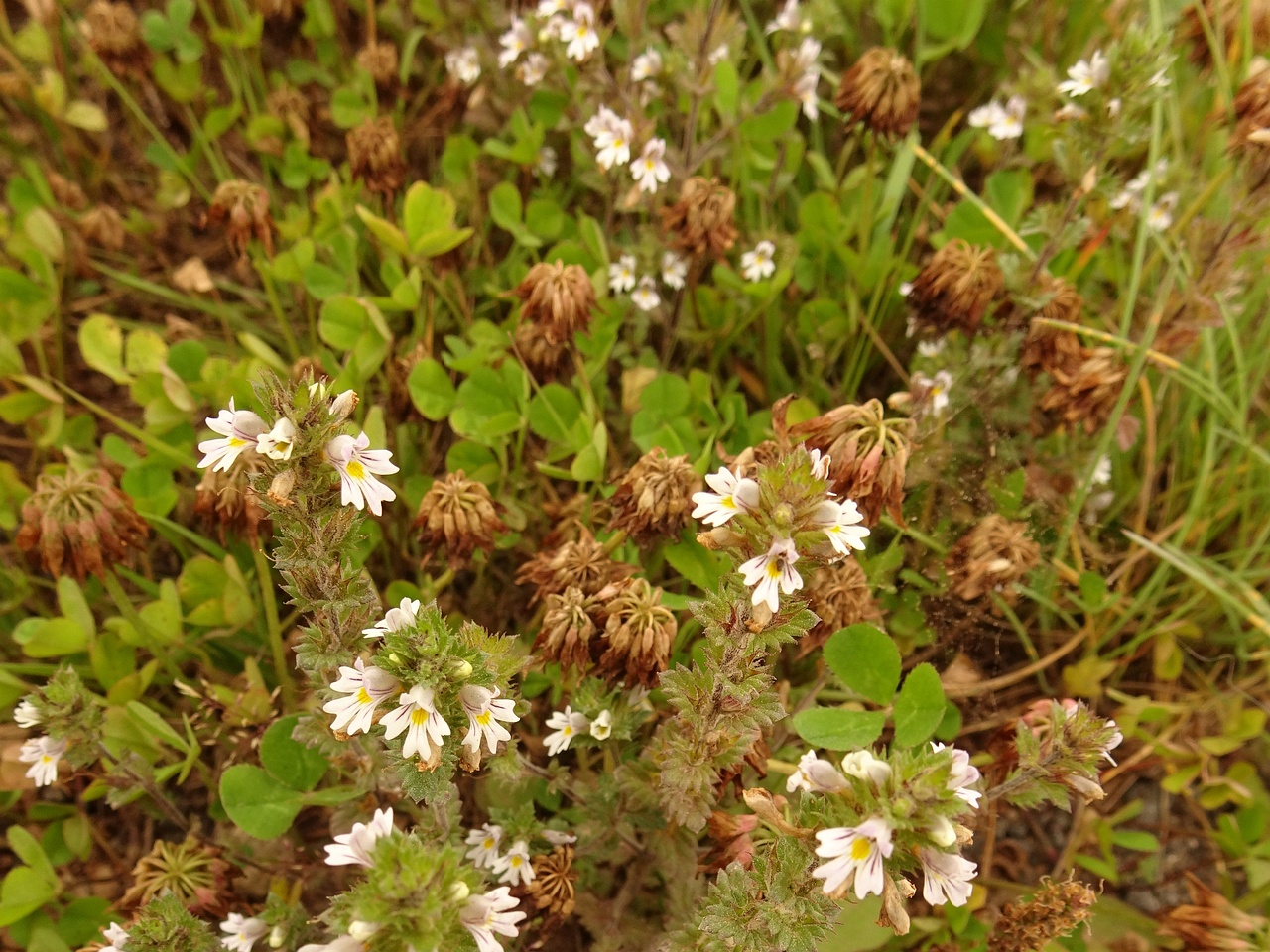 Euphrasia stricta 23-Jul-19 _ 13_47_18