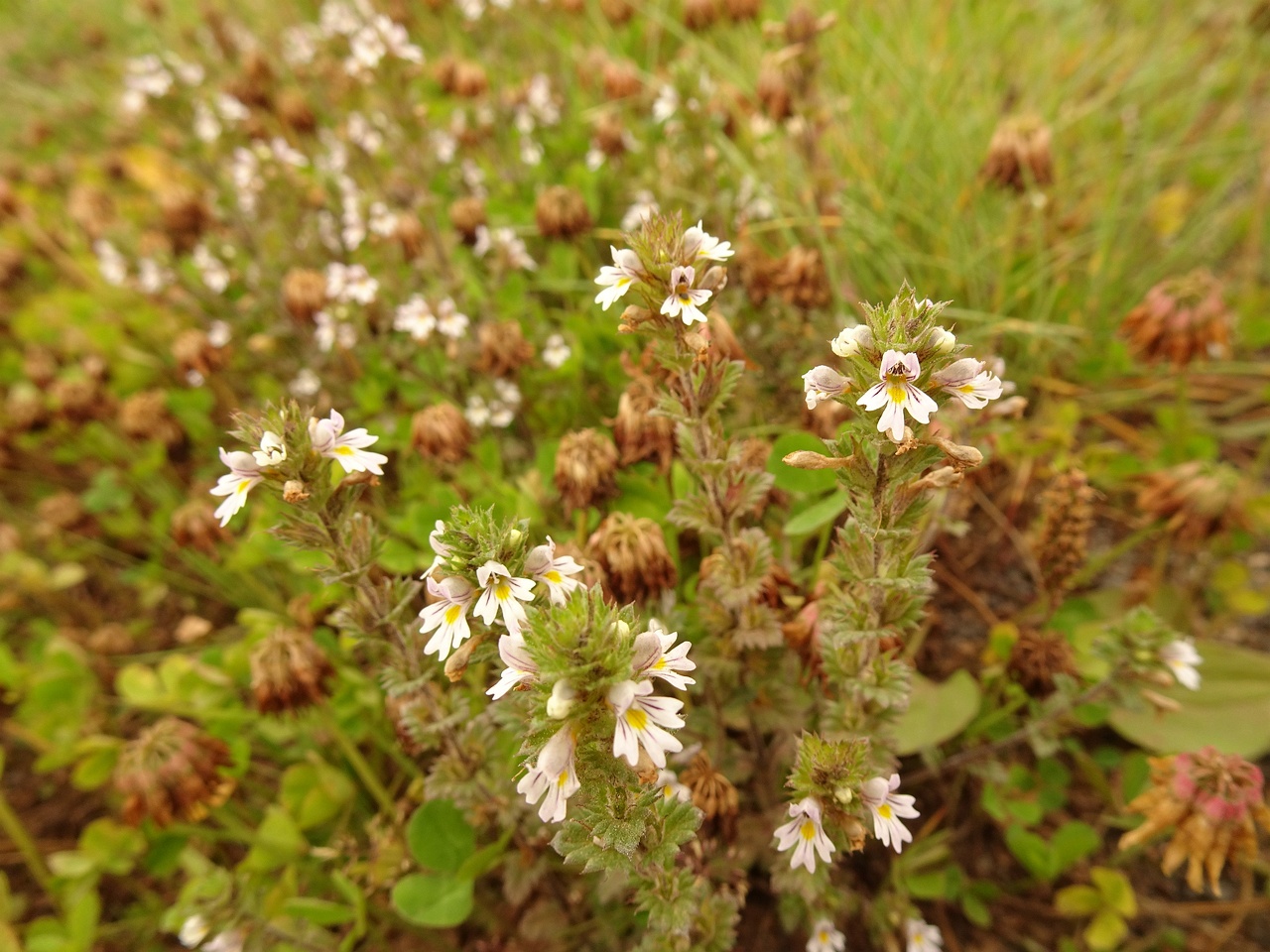 Euphrasia stricta 23-Jul-19 _ 13_47_22