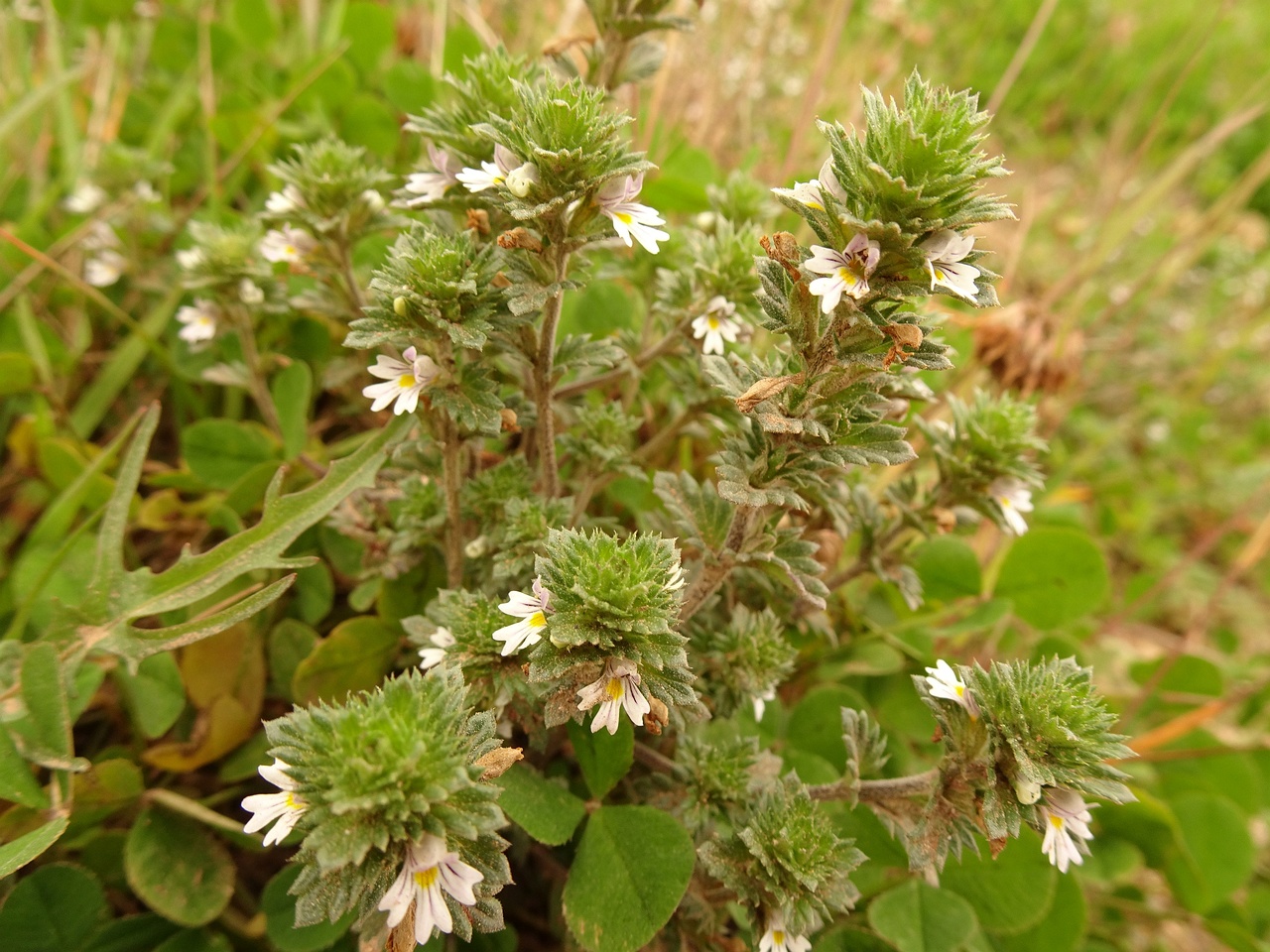 Euphrasia stricta 23-Jul-19 _ 13_49_28